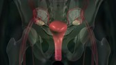 Sex hormones triggering ovulation