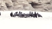 Black vultures eating turtle