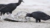 Black vultures eating turtle