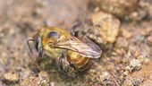 Mason bee on ground