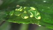 Frog spawn on a leaf
