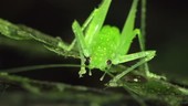 Katydid on a leaf