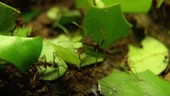 Leaf-cutter ants, slow motion