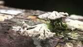 Ant with fungus on log