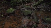 Stream in rainforest