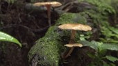 Fungus on log