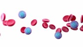 Zika virus and red blood cells, animation