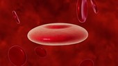 Malaria in bloodstream, animation