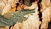 Crocodile fossil discovery, animation