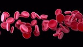 Red blood cells flowing, animation