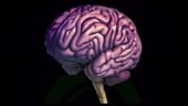 Normal human brain, 3D MRI scan