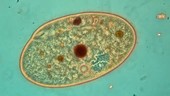 Paramecium contractile vacuole