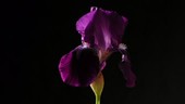 Iris opening and dying