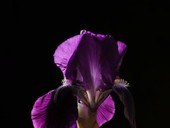 Iris opening and dying