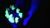 Fluorescent coral