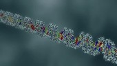 DNA replication, animation