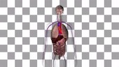 Heart blood vessel anatomy, animation