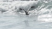 Pelican taking off, slow motion