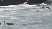 Pelicans taking off, slow motion