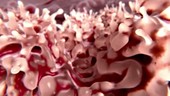 Stem cells dividing, animation