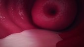Ejaculate and cervical mucus, animation