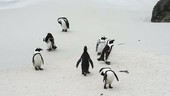 African penguins preening on the beach