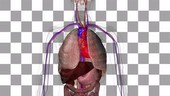 Heart chamber anatomy, animation