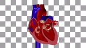 Cardiac heartbeat cycle, animation