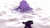 Macrophage engulfing bacteria, animation