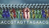 DNA silent point mutation, animation