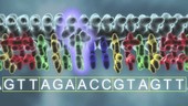 DNA deletion mutation, animation