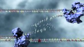 DNA missense point mutation, animation