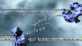 DNA deletion mutation, animation