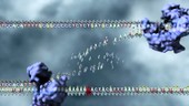 DNA insertion mutation, animation