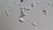 Paramecium, numerous species