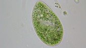 Paramecium bursaria, light microscopy