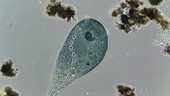 Stentor coeruleus, light microscopy