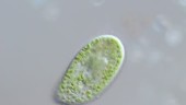 Paramecium bursaria, light microscopy