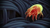 Dust mite walking on fabric, animation