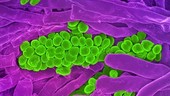 Streptomyces coelicoflavus bacteria, SEM