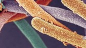 Rod-shaped bacteria, SEM