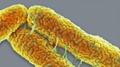 E coli bacteria, SEM