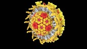 Chikungunya virus structure