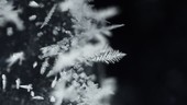 Dendritic ice growth, timelapse