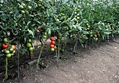 De leafing tomato plants