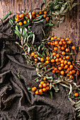Ripe sea buckthorn berries on a branch with leaves