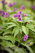 Close-up of the purple flowers of the wood cranesbill (Geranium sylvaticum)