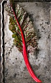 A leaf of red-stemmed chard on an old metal surface