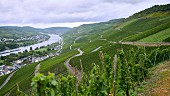 Vineyards by the river model on the slopes of the Wehlener Sonnenuhr winegrowing region of Germany