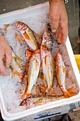 Fresh red mullet in Nice, France